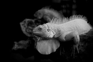 ウェッジバウンスとは何か、ゴルフ初心者が知っておくべきポイントは？