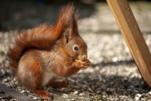 アイアンの高さの目安はどれくらいが適切ですか？