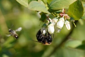 アプローチを成功させる打ち方は50ヤードでどうする？