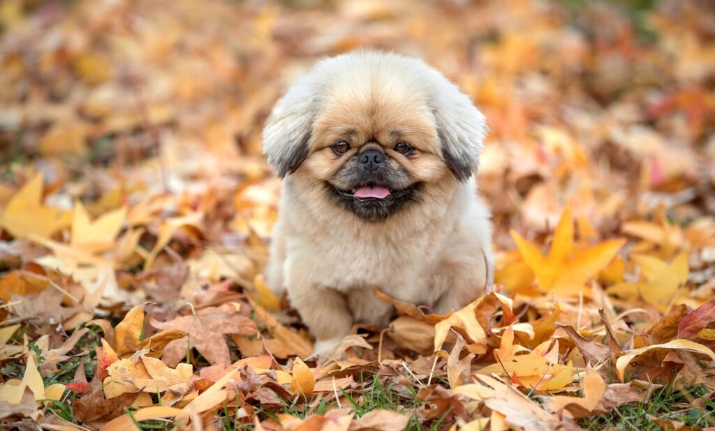 フォージドアイアンを使った初心者向けのゴルフクラブ選びは？