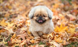 ウェッジのバウンスの選び方はどうすればいい？